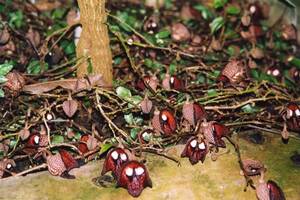 ＫＮ　ダースベイダーツリー　アリストロチア(ウマノスズクサ属）　サルバドレンシス（ARISTOLOCHIA SALVADORENSIS）　　　0.8Ｍ以下