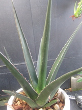 ＫＮ　１円！　アガベ　ケルチョベイ（AGAVE KERCHOVEI）　　　1.2Ｍ以下_画像7