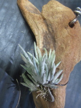 ＫＮ　アルゼンチン産山採り　ティランジア　カピラリス　インカーナ（TILLANDSIA CAPILLARIS var. INCANA）　　　0.8Ｍ以下_画像7