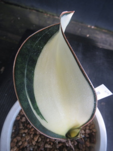 ＫＮ　１円！　サンスベリア　マッソニアナ　‘白斑‘（SANSEVIERIA MASONIANA `WHITE VARIEGATED`）　　　0.8Ｍ以下