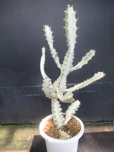 ＫＮ　１円！　ユーフォルビア　ラクティア　‘ホワイトゴースト‘（EUPHORBIA LACTEA `WHITE GHOST`）　　　1.2Ｍ以下