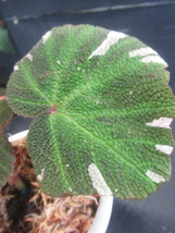 ＫＮ　ベゴニア(シュウカイドウ属）　ソリムタータ　‘陽明山‘（BEGONIA SOLIMUTATA `YONG MIN SHAN`）　　　　0.8Ｍ以下_画像6