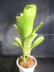 ＫＮ　ビルベルギア　‘ハンメルズ　ファンタジア‘（BILLBERGIA hybrid `HUMMEL`S FANTASIA`）　　　0.8Ｍ以下