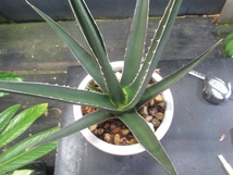 ＫＮ　１円！　アガベ　ケルチョベイ（AGAVE KERCHOVEI）　　　1.2Ｍ以下_画像4