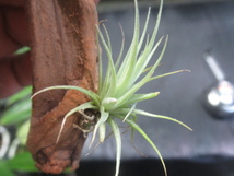 ＫＮ　ブラジル産山採り　ティランジア　ロリアセア（TILLANDSIA LOLIACEA）　　　0.8Ｍ以下_画像3