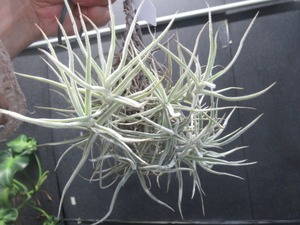 ＫＮ　ティランジア　パレアセア　マイナー（TILLANDSIA PALEACEA MINOR）　　　　0.8Ｍ以下