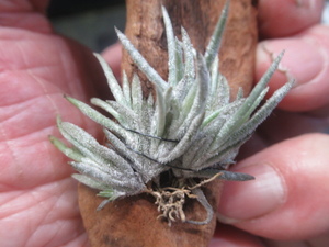 ＫＮ　アルゼンチン産山採り　ティランジア　カピラリス　インカーナ（TILLANDSIA CAPILLARIS var. INCANA）　　　0.8Ｍ以下