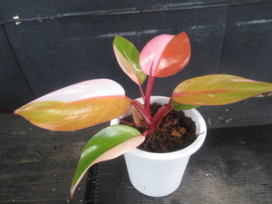 ＫＮ　フィロデンドロン　ハイブリッド　‘パーシモンプリンセス‘（PHILODENDRON hybrid `PERSIMON PRINCESS`）　　　0.8Ｍ以下