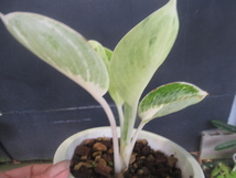 ＫＮ　１円！　アグラオネマ(リョクチク属)　ｃｖ．　‘カーンクルアイ‘（AGLAONEMA cv. `KAAN KLUAI`）　　　0.8Ｍ以下_画像4