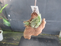 ＫＮ　１円！　ブラジル山採り！　ティランジア　スプレンゲリアナ（TILLANDSIA SPRENGELIANA）　　　0.8Ｍ以下_画像7