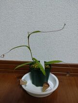 食虫植物　ネペンテス　Nepenthes. tenuis_画像3