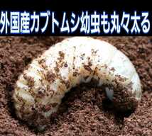 40gを超える国産カブト幼虫がゴロゴロでてきたオオヒラタケ菌床自然発酵カブトムシマット☆天然の有効菌のみで仕上がったバクテリアマット_画像7