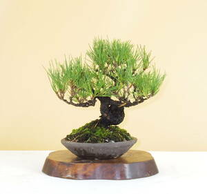 [ bonsai shop Yamato ] Japanese black pin shohin bonsai who comes to take warm welcome our company delivery . possible ( Japanese black pin . pine . leaf pine Rhododendron indicum zelkova maple thread fish river genuine Kashiwa )910