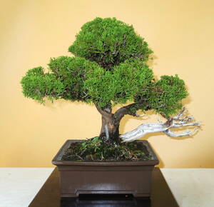 [ bonsai shop Yamato ] genuine Kashiwa middle goods bonsai who comes to take warm welcome our company delivery . possible ( Japanese black pin . pine . leaf pine Rhododendron indicum zelkova maple thread fish river genuine Kashiwa )912