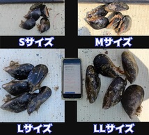 釣り餌ムール貝 合計50kg「Lサイズ50kg」（3箱発送）カラス貝,シウリ貝,ムラサキイガイ_画像2