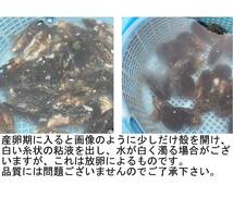 釣り餌ムール貝 合計50kg「Lサイズ50kg」（3箱発送）カラス貝,シウリ貝,ムラサキイガイ_画像5