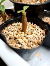 ③パキポディウム ウィンゾリー 実生　Pachypodium windsorii 　播種が遅くなってしまった株 _画像3