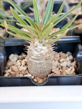 ④パキポディウム　グラキリス Pachypodium gracilius 実生３年【検】ウィンゾリー マカイエンセ カタフ パキプス アンボンゲンセ 光堂_画像1