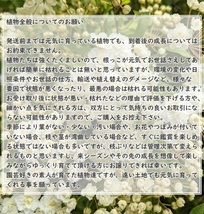 送料無料◆松 マツ 抜き苗 3本 小サイズ 盆栽 苗木 庭木 植樹 緑化 植林などにも 松の木 天然 実生苗 岡山県産 園芸 根付苗_画像4