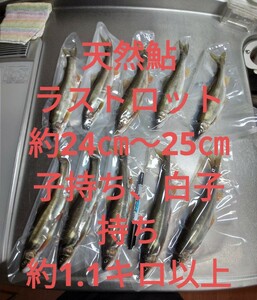 特大天然鮎24㎝～25㎝10匹で1.1キロ以上