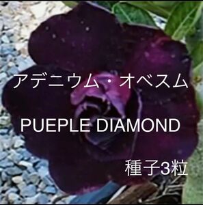 アデニウム・オベスム PUEPLE DIAMOND 種子3粒