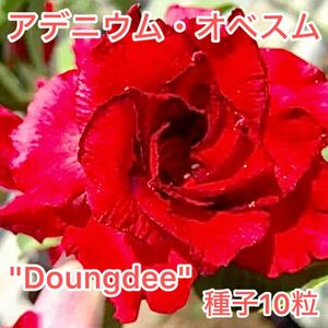 アデニウム・オベスム "Doungdee" 種子10粒