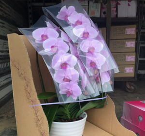 . butterfly orchid 3ps.@..( pink )1 pot :( most low departure note unit 1 pot ) obtaining bargain goods!