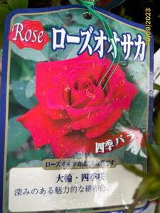 ローズ大阪★四季咲大輪★花径15cm程の剣弁高芯咲き★接木大株