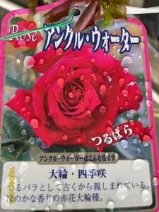 アンクルウォルタ-★四季咲き大輪　ツル　剣弁高芯咲★接木株