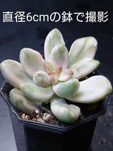 多肉植物 韓国苗　ティシュバンス錦　変異