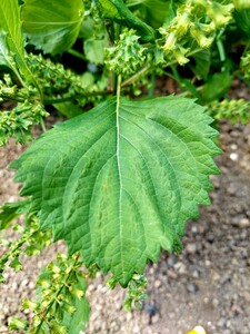 紫蘇の種　青　赤　二種類