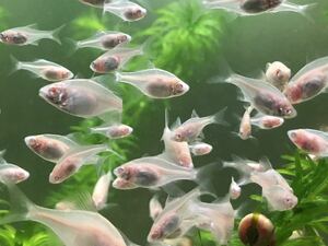 アルビノ タイリクバラ タナゴ (透明鱗系統) 幼魚 ５匹セット