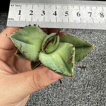 B16 【パンダ園芸】アガベ チタノタ ジャガーノート 純血 / Agave titanota 'Juggernaut' pure blood 発根済み _画像9