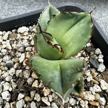 B16 【パンダ園芸】アガベ チタノタ ジャガーノート 純血 / Agave titanota 'Juggernaut' pure blood 発根済み _画像5