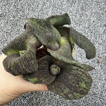 H75 【パンダ園芸】マッソ二ア プッスツラータ　Massonia pustulata5株_画像4