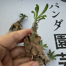 K53 【パンダ園芸】Tylecodon sulphureus (Pofadder, RSA)/チレコドン スルフレウス//多肉植物5株_画像10