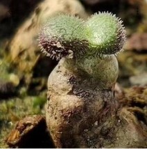 E12 【パンダ園芸】特選 珍奇植物 Tylecodon nolteei チレコドン ノルティ 4株 大株_画像1