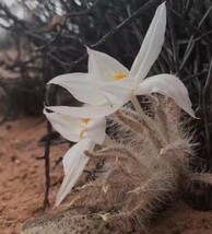 E34 【パンダ園芸】ゲチリス セト一サ（Gethyllis setosa） 3株 _画像2