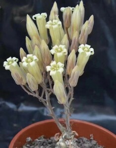 D41 【パンダ園芸】Tylecodon sulphureus (Pofadder, RSA)/チレコドン・スルフレウス//多肉植物5株 