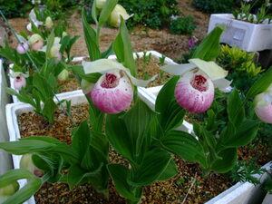 山野草　高山植物　アツモリソウ　ウラシルケンス　1芽