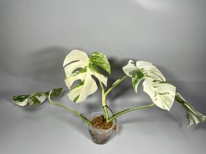 1円スタート「330」オランダ産　MONSTERA ALBO BORSIGIANA VARIEGATA 白斑　モンステラ アルボ ボルシギアナ　斑入り