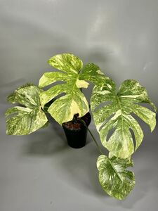 「109」Monstera Legacy Variegata モンステラ　レガシー　斑入り