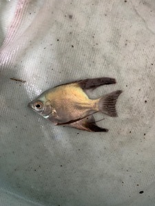 ★即決★熱帯魚★ ブルガリアンブルーシールポイントエンゼルフィッシュ ±3-4cm