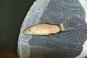 ★即決★熱帯魚★ スカンクボーシャ ３匹セット ±4ｃｍ　お掃除屋さん