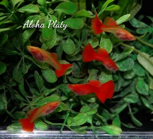 ★RRE.A フルレッドグラスベリー 2ペア＋♀の5匹セット★Aloha Platy★