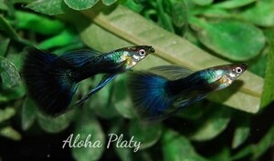 ★特選ハーフブラックブルー リボン 2カルテット★Aloha Platy★