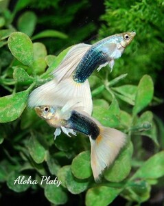 ★サンセットドイツ ガルウィング系統 2ペア＋リボン♀2の6匹セット★Aloha Platy★