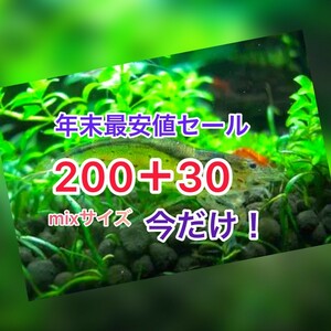 高知県産　ヤマトヌマエビ　230(200＋30匹死着保証)＋αオマケ　苔取り 水槽 淡水エビ 釣り餌　釣餌　釣り セール品　水草　水草