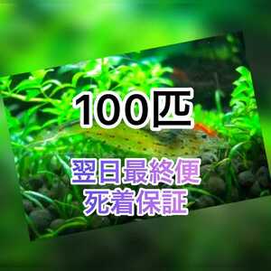 高知県産　ヤマトヌマエビ　100(90＋10匹死着保証)＋α苔取り 水槽 淡水エビ 釣り餌　釣餌　釣り 餌　熱帯魚　セール品　水草　水草