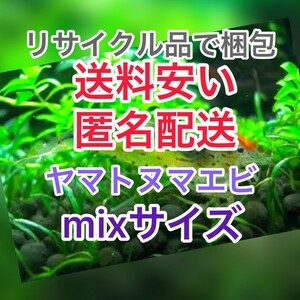 リサイクル梱包　ヤマトヌマエビ　60(50＋10匹死着保証)＋α苔取り 水槽 淡水エビ 釣り餌　セール　水草　匿名配送　高知産